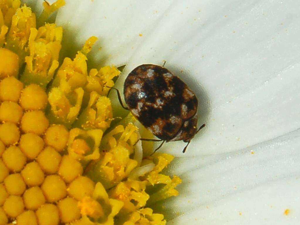 Una miriade di piccoli coleotteri: Anthrenus